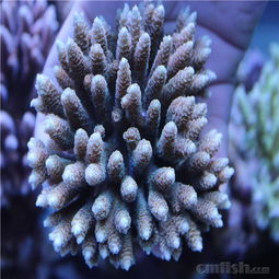 珊瑚与鱼海的盛宴 12.3重量级印尼野生SPS及精品LPS到货鉴赏