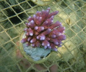 上海宇杰水族用品正式成为印尼某鱼场生物代理商 sps预计6月到货 第3页 上海宇杰水族用品 cmf海水观赏鱼论坛 powered discuz