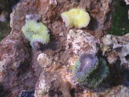 2008年12月27日和30日到货生物图片 上海宇杰水族用品 cmf海水观赏鱼论坛 powered discuz