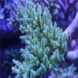 印尼海水珊瑚新货源到港，12月3日巨量精品SPS与LP密集上缸
