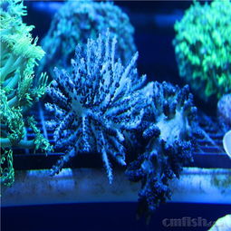 海水珍宝齐驾到 巨量精品印尼SPS与翠绿园帽LPS登场记
