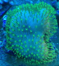 精品纽扣坊 特价澳洲LPS及Yuma观赏鱼，打造梦幻水族世界