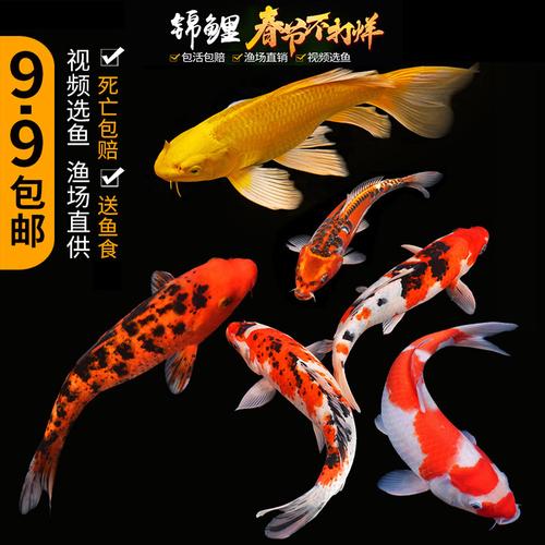 大型鱼观赏鱼厂家,品牌,图片,热帖