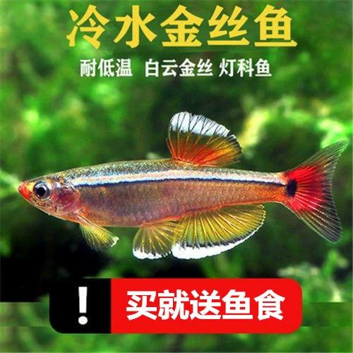 白云金丝鱼与小型冷水观赏鱼新手饲养指南 金鱼、原生鱼、灯科鱼群游之美